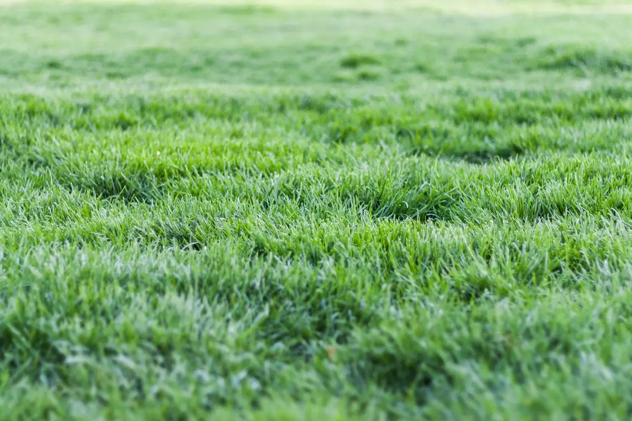 Sod Installation